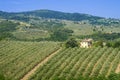 Tuscan countryside with vineyards, olive trees, woods, farms and town