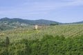 Tuscan countryside with vineyards, olive trees, woods, farms and town