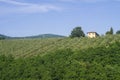 Tuscan countryside with vineyards, olive trees, woods, farms and town