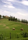 Tuscan cypress trees Royalty Free Stock Photo