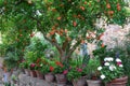 Tuscan decor, street view of a small renaissance town with floral porches and rock houses mediterranean art Royalty Free Stock Photo