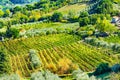 Tuscan Farm Vineyard San Gimignano Tuscany Italy