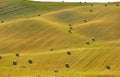 Tuscan fields, Italy Royalty Free Stock Photo