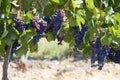 Tuscan grapes