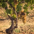 Tuscan grapes