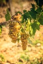 Tuscan grapes