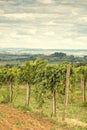 Tuscan grapes