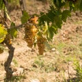 Tuscan grapes