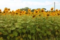 Tuscan green field of panoramic yellow sunflowers