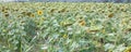 Tuscan green field of panoramic yellow sunflowers