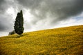 Tuscan hill with sunflowers and cypress. Tuscan Landscape between Siena and Florence. Italy