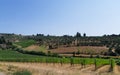 Tuscan hill with vineyard near olive trees