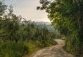 Tuscan landscape in Chianti countryside near Poggibonsi with beautiful olive trees, Tuscany, Ital