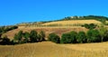 lanscape in tuscany with cypress Royalty Free Stock Photo