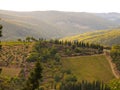 Tuscan landscape showing vineyards