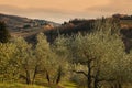 Tuscan olive trees and landscape fields in the area of Florence Royalty Free Stock Photo