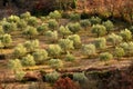 Tuscan olive trees and landscape fields in the area of Florence Royalty Free Stock Photo