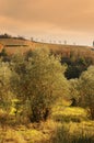 Tuscan olive trees and landscape fields in the area of Florence Royalty Free Stock Photo