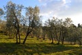 Tuscan olive trees and landscape fields in the area of Florence Royalty Free Stock Photo