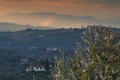 Tuscan olive trees and landscape fields in the area of Florence Royalty Free Stock Photo