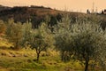 Tuscan olive trees and landscape fields in the area of Florence Royalty Free Stock Photo