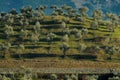 Tuscan olive trees and landscape fields in the area of Florence Royalty Free Stock Photo