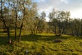 Tuscan olive trees and landscape fields in the area of Florence Royalty Free Stock Photo