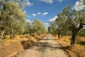 Tuscan rural landscape. Beautiful Olive Trees with Blue Cloudy Sky. Summer Season, Tuscany. Royalty Free Stock Photo