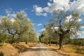 Tuscan rural landscape. Beautiful Olive Trees with Blue Cloudy Sky. Summer Season, Tuscany. Royalty Free Stock Photo