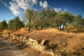 Tuscan rural landscape. Beautiful Olive Trees with Blue Cloudy Sky. Summer Season, Tuscany. Royalty Free Stock Photo