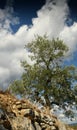 Tuscan rural landscape. Beautiful Olive Trees with Blue Cloudy Sky. Summer Season, Tuscany. Royalty Free Stock Photo