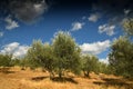 Tuscan rural landscape. Beautiful Olive Trees with Blue Cloudy Sky. Summer Season, Tuscany. Royalty Free Stock Photo