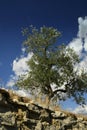 Tuscan rural landscape. Beautiful Olive Trees with Blue Cloudy Sky. Summer Season, Tuscany. Royalty Free Stock Photo