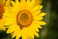 Tuscan sunflower with two bees in center.psd Royalty Free Stock Photo