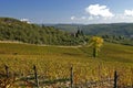 Tuscan Vineyard Royalty Free Stock Photo