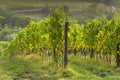 Tuscan vineyard early autumn with row of grapes Royalty Free Stock Photo