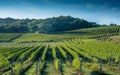 Tuscan vineyard early autumn with small stone hut