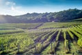 Tuscan vineyard early autumn with small stone hut 2 Royalty Free Stock Photo