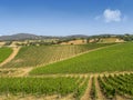 Tuscan vineyard landscape in spring time. Royalty Free Stock Photo