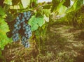 Tuscan vineyard with red grapes Royalty Free Stock Photo