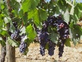 Tuscan vineyard with red grapes ready for harvest Royalty Free Stock Photo