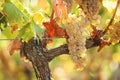 Tuscan vineyard with red grapes.