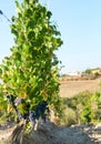 Tuscan vineyard with red grapes. Royalty Free Stock Photo