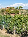 Tuscan vineyard with red grapes. Royalty Free Stock Photo