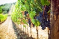 Tuscan vineyard with red grapes.