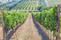 Tuscan vineyard with red grapes. Royalty Free Stock Photo
