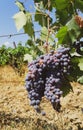 Tuscan vineyard with red grapes ready for harvest