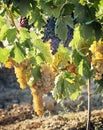 Tuscan vineyard with red and white grapes.