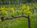 Tuscan vineyard in the spring