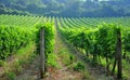 Tuscan vineyards in Italy Royalty Free Stock Photo